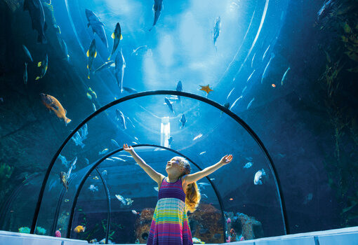 https://www.originehotels.com/fr/forfaits/hotel-sepia/escapade-plein-air-et-activites/experience-aquarium