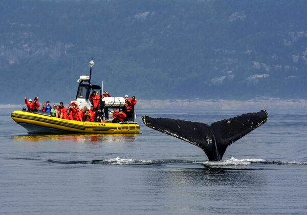 baleines charlevoix croisière aml