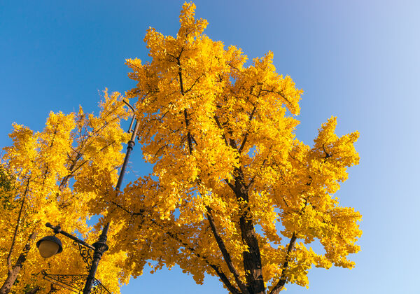 feuille-solstice-jaune-ciel