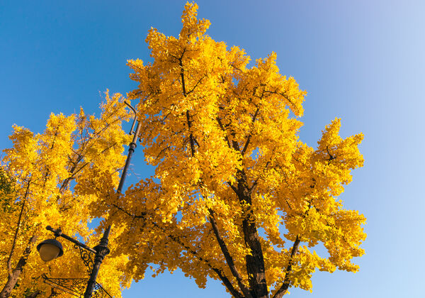 solstice-tree-yellow-sky