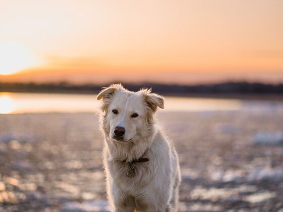 Auberge du Lac Taureau - Lanaudière - Doggy Getaway