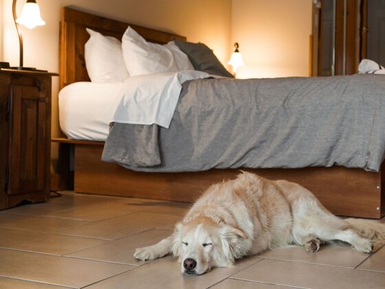 Auberge du Vieux Moulin - Lanaudière - Escapade avec toutou