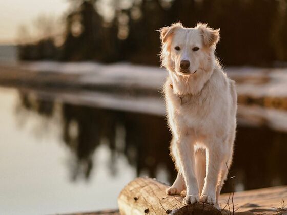 Auberge du Lac Taureau - Lanaudière - chien au printemps