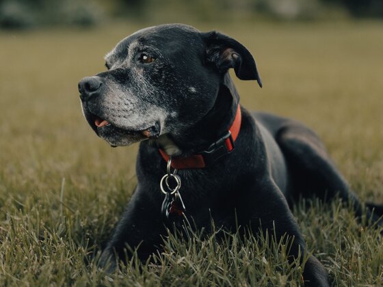 Auberge des Gallant - Montérégie - Escapade avec toutou