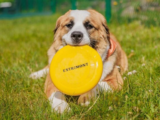 Estrimont - Eastern Township - Doggy getaway