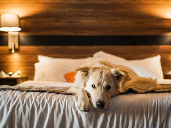 Estrimont - Cantons-de-l'Est - Doggy on Vacation