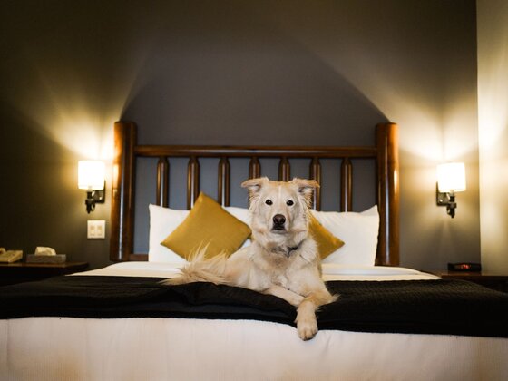 Le Grand Lodge Mont-Tremblant - Laurentians - Doggy getaway - credit@onthegowithcharlot