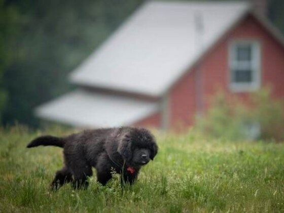 Le Moulin Wakefield - Outaouais - Doggy getaway