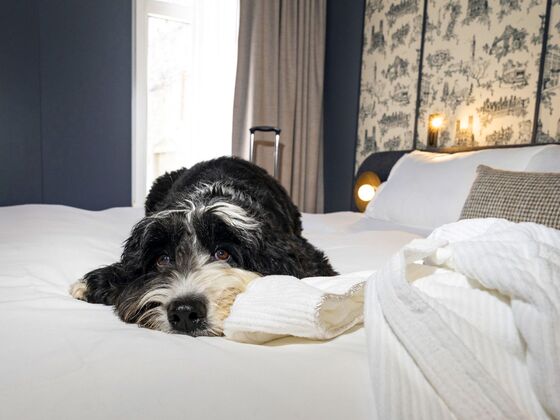 Hôtel Saint-Sulpice - Montréal - Doggy getaway
