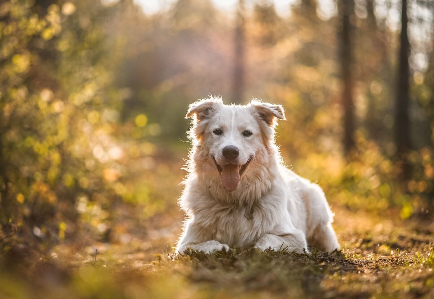 Le Moulin Wakefield Hôtel & Spa - Outaouais - Escapade avec toutou