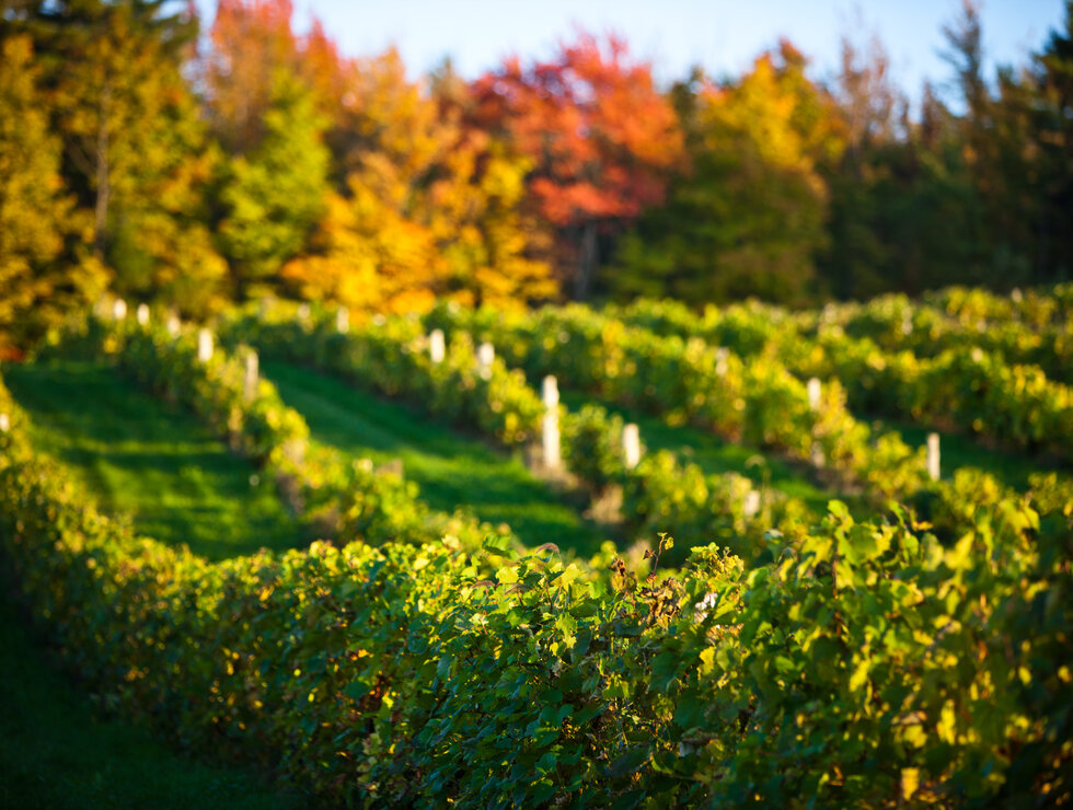 Auberge West Brome Cantons-de-l'Est vignobles