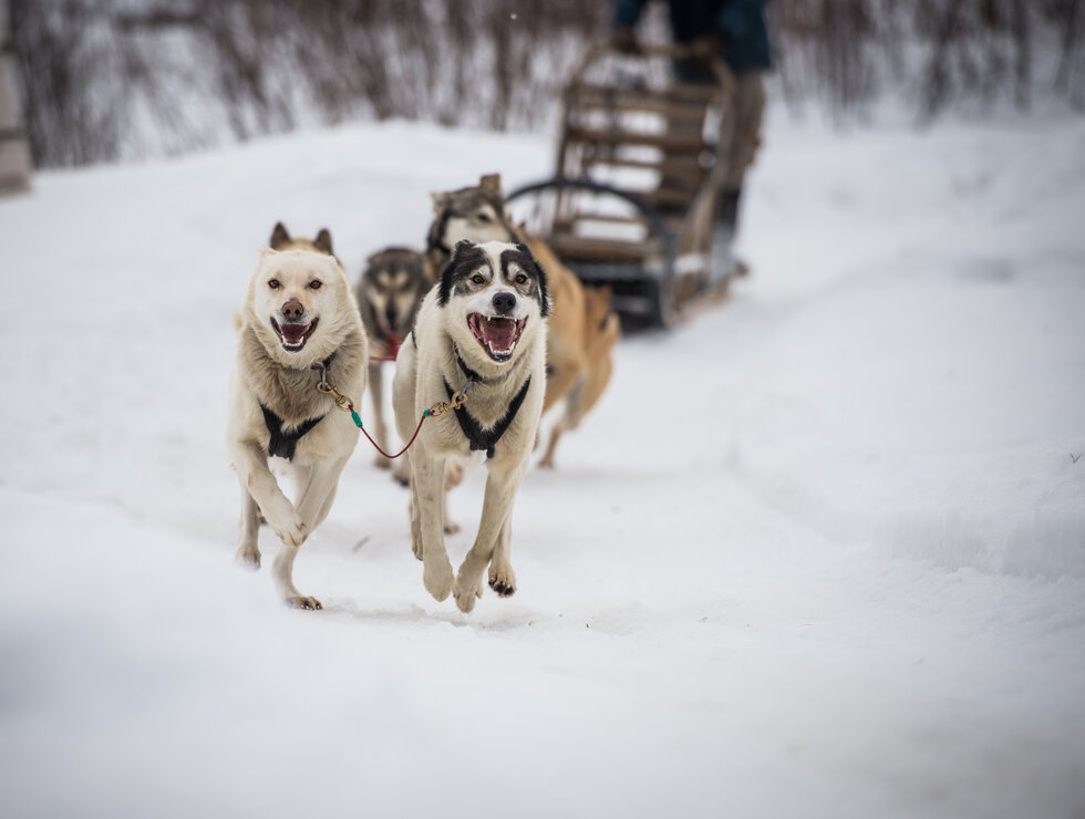 Auberge du Lac Taureau Lanaudière Dog sled