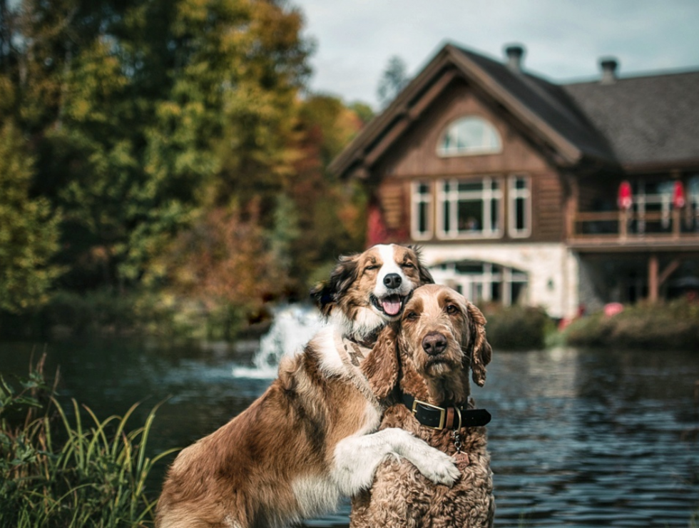 Auberge du Lac Taureau Lanaudière travel with your dog