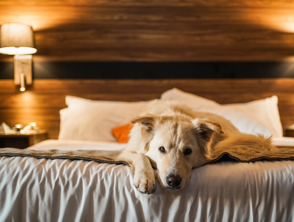 Estrimont - Eastern Townships - travel with your dog