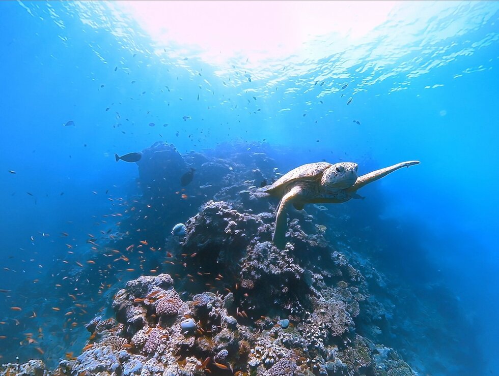 Hôtel Sépia - Québec City - Aquarium du Québec