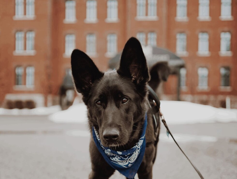 Hôtel Montfort Centre-du-Québec travel with your dog