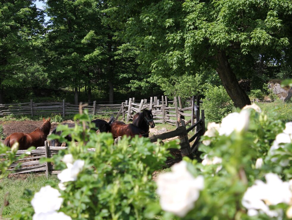 Le Baluchon Éco-villégiature - Mauricie - Équitation