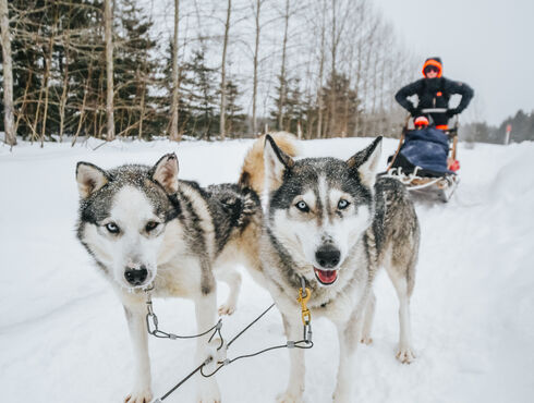 Le Baluchon Éco-villégiature dog-sled trip