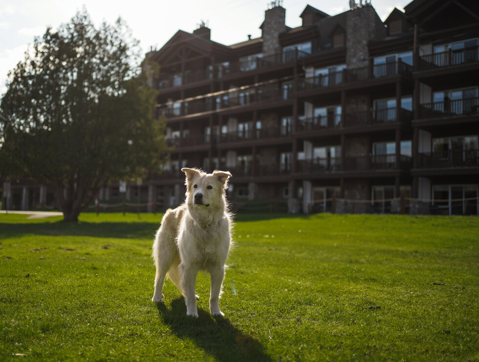 Le Grand Lodge Mont-Tremblant - Laurentians - Travel with your dog
