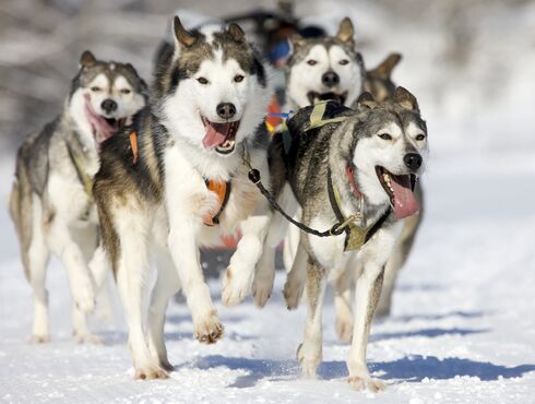 Auberge du Vieux Moulin Lanaudière dog sledding