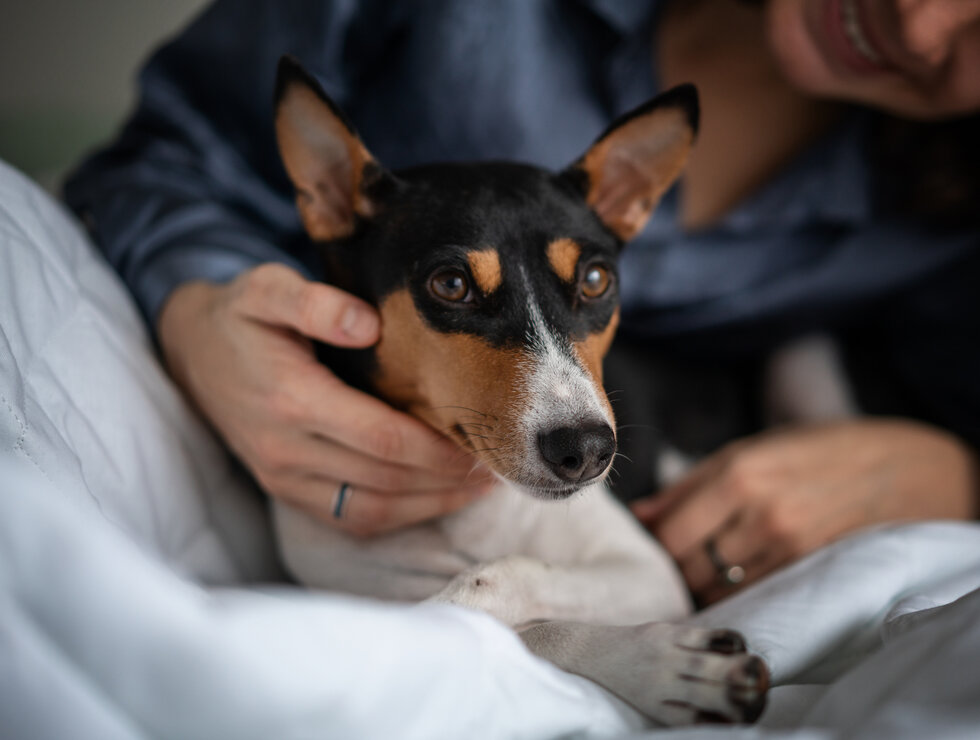 Entourage-sur-le-Lac travel with your dog