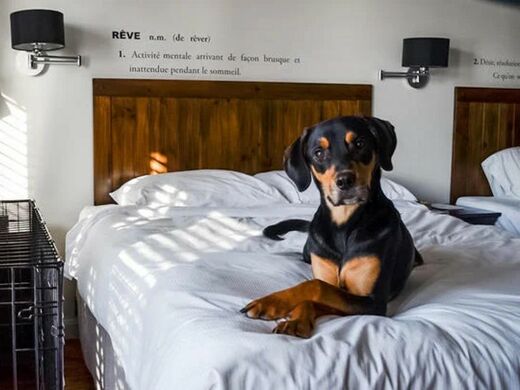 Auberge du Lac Taureau Lanaudière Chambre canine